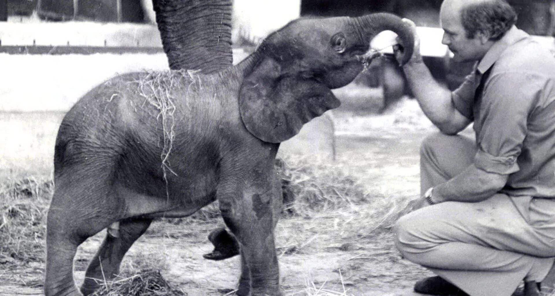 World’s Rarest Elephant What Happened To Motty, The Hybrid Of Two Continents