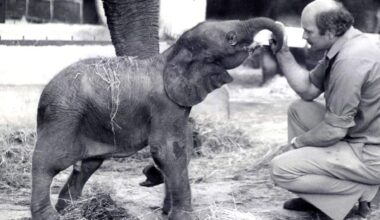 World’s Rarest Elephant What Happened To Motty, The Hybrid Of Two Continents