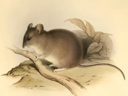 The yellow-rumped leaf-eared mouse is the highest living mammal