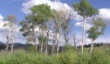 Study Finds Wolves' Return To Yellowstone Led To Aspen Surge