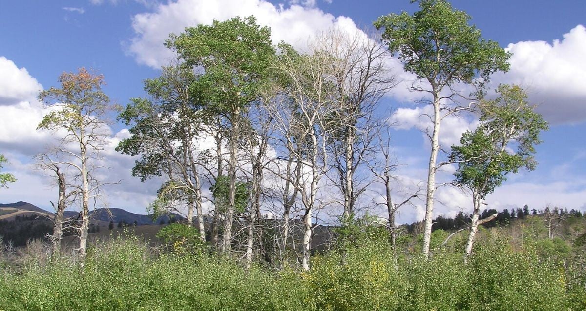 Study Finds Wolves' Return To Yellowstone Led To Aspen Surge