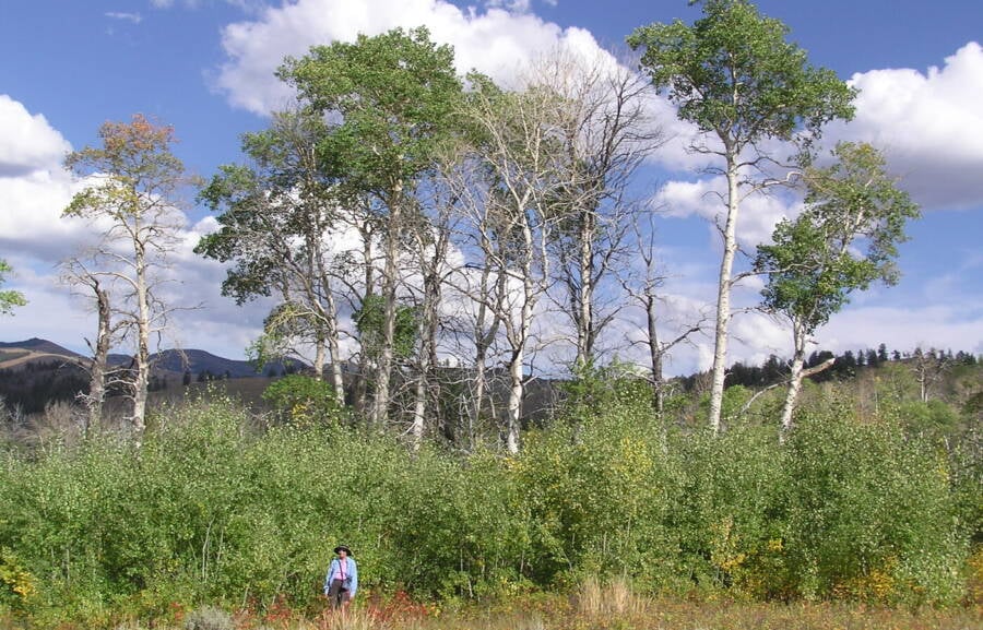 Yellowstone Aspen Trees