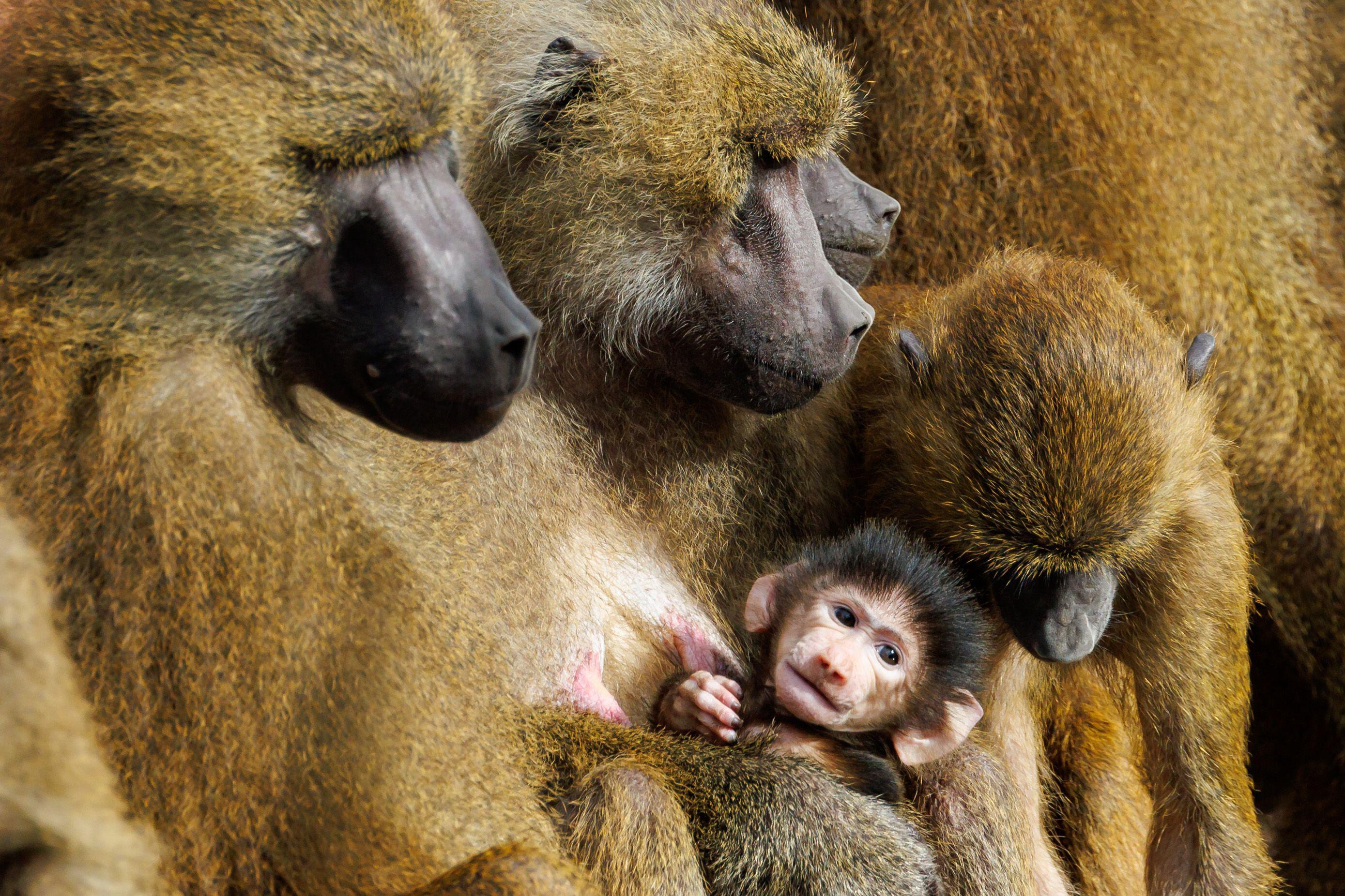 Baboons huddled together, a baby baboon visible. Nuremberg Zoo plans to cull its baboon population.