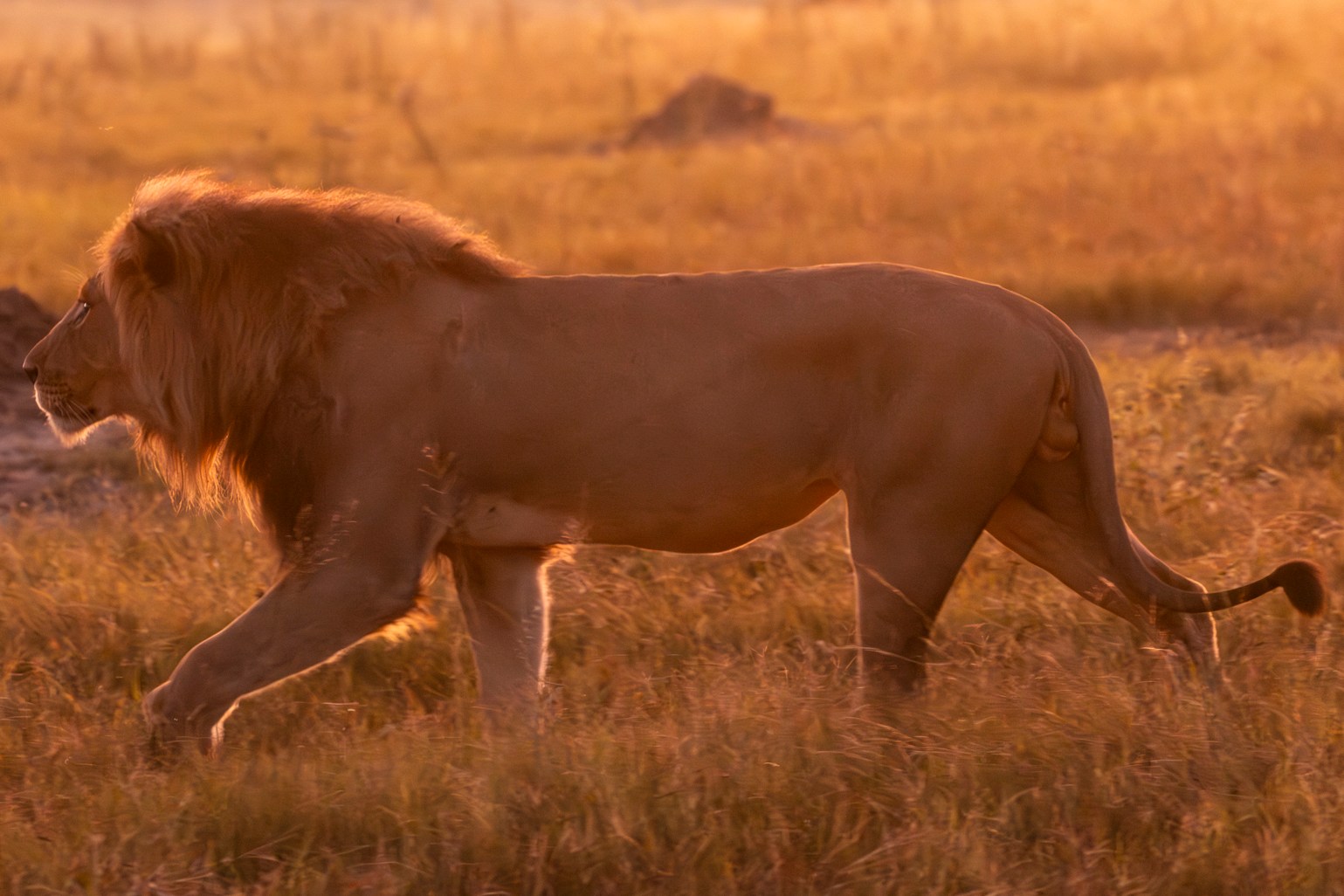 Lion walking in tall grass at sunset.