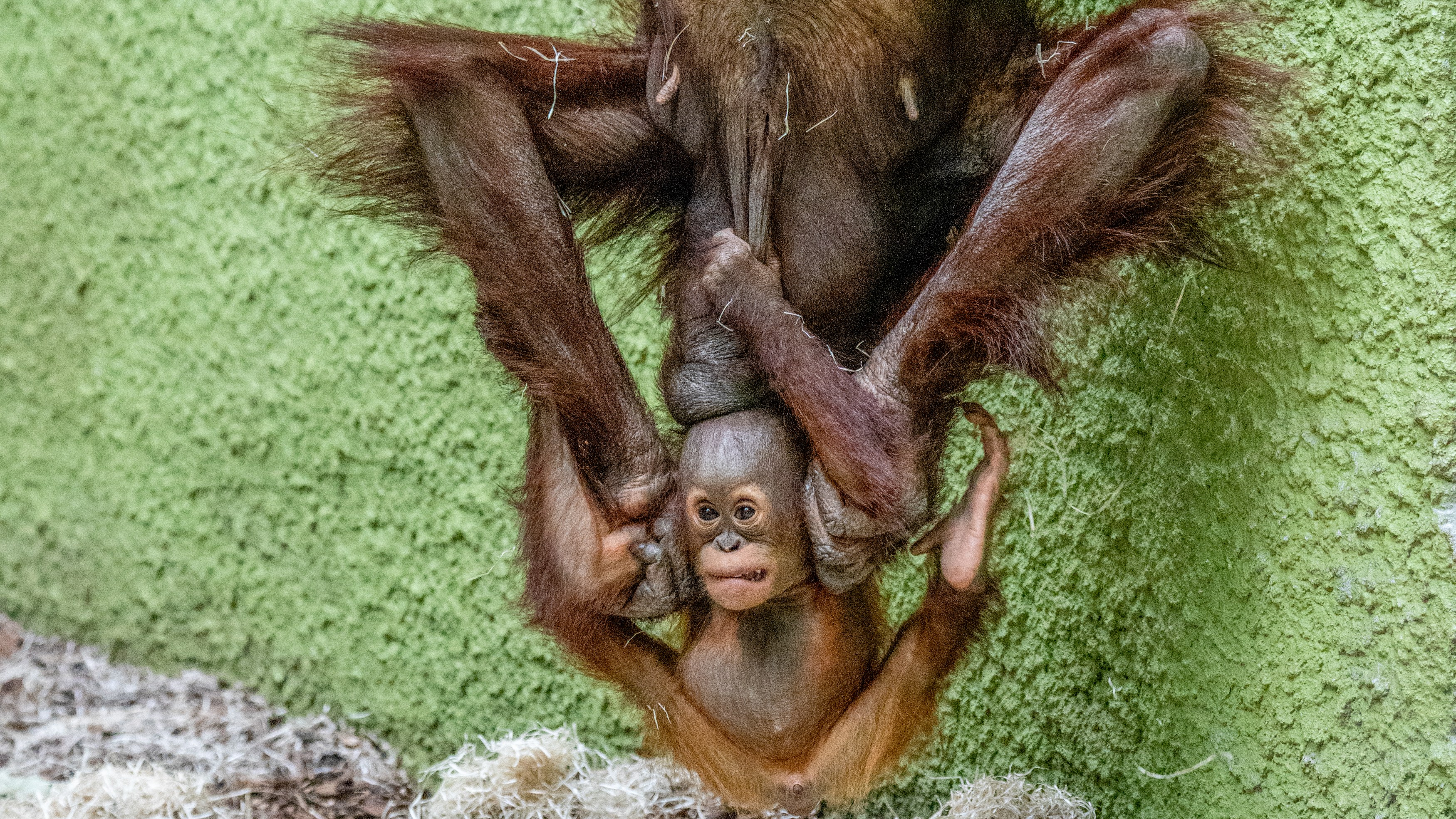 A baby orangutan at Blackpool Zoo — and other news in pictures