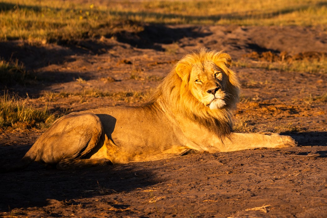 Lion lying in a field.