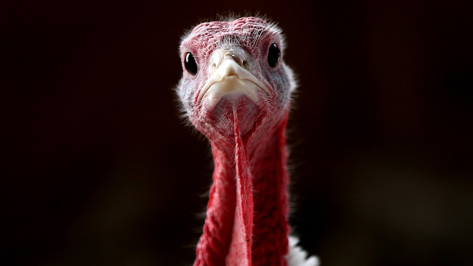 Seasonal worker at turkey farm wins redundancy at WRC