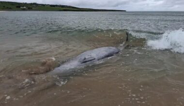 'Acoustic trauma' could have caused Mayo whale beaching