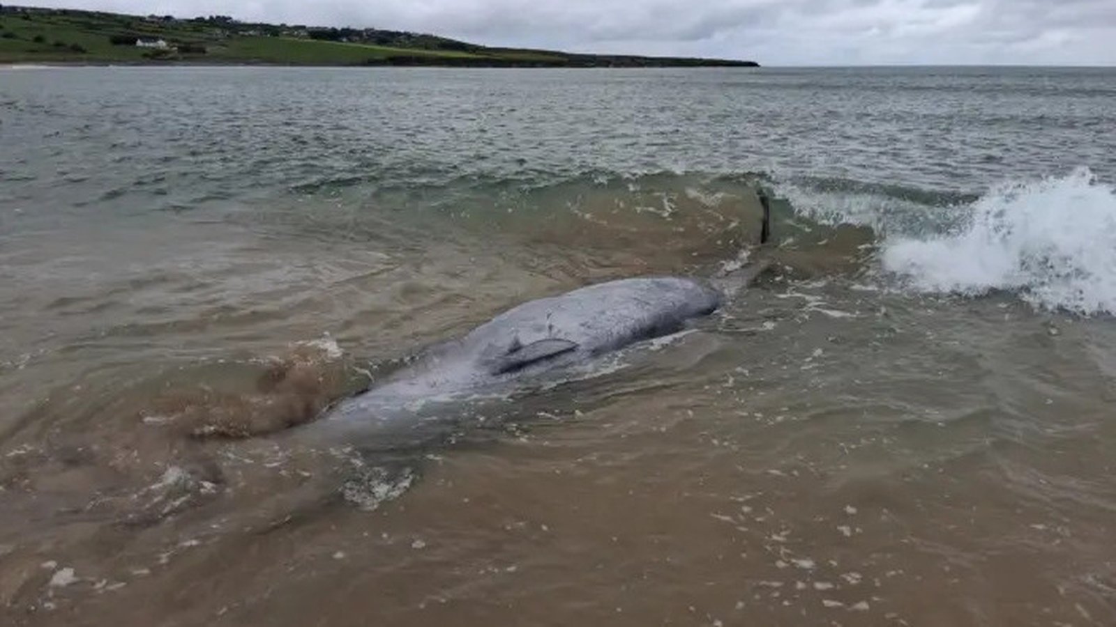 'Acoustic trauma' could have caused Mayo whale beaching