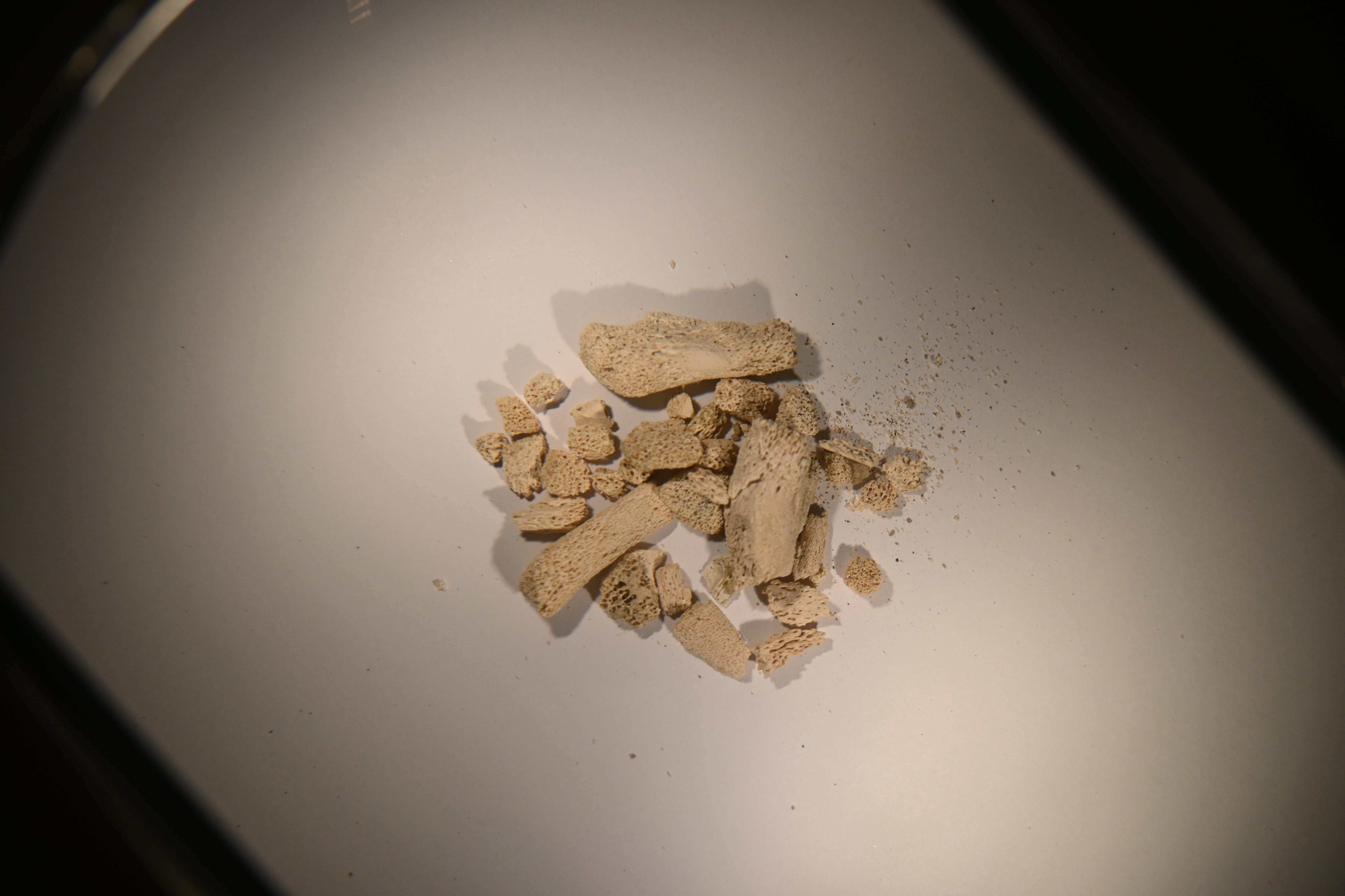 The bone fragments being excavated from the sediments