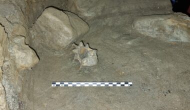 Animals dating back 10,000 years found in Arctic cave