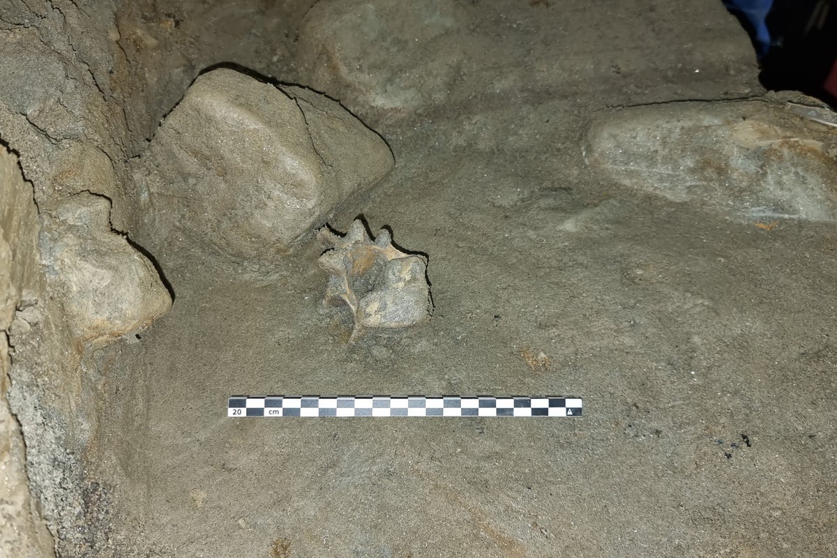 Animals dating back 10,000 years found in Arctic cave