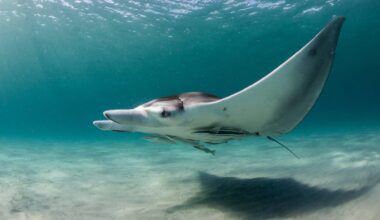 Mexico, Yucatan, Isla Mujeres, Caribbean Sea, Giant Manta ray, Manta, eating plankton