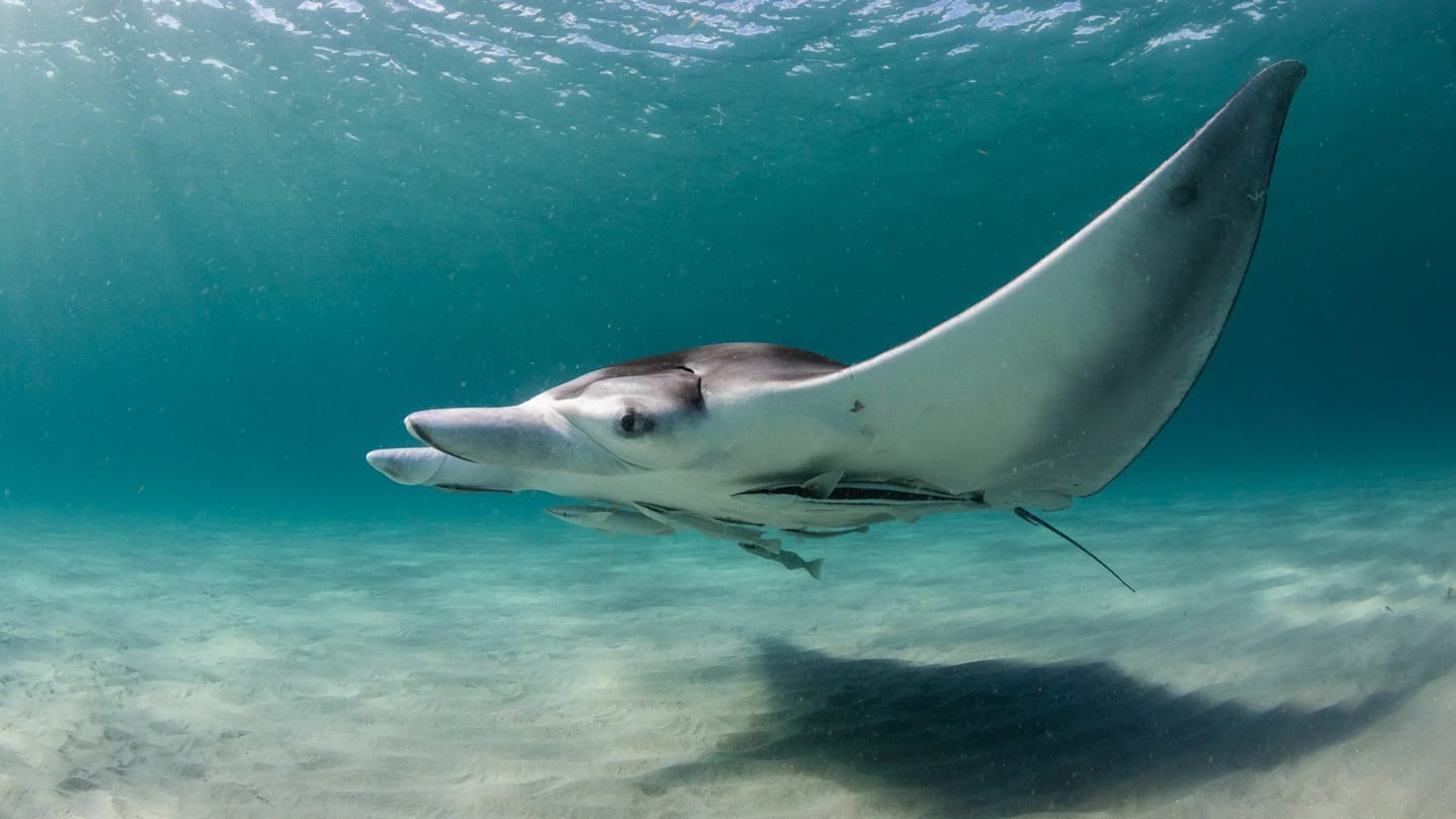 Mexico, Yucatan, Isla Mujeres, Caribbean Sea, Giant Manta ray, Manta, eating plankton