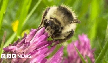 Rare shrill carder bee spotted at Bridewell Common nature reserve