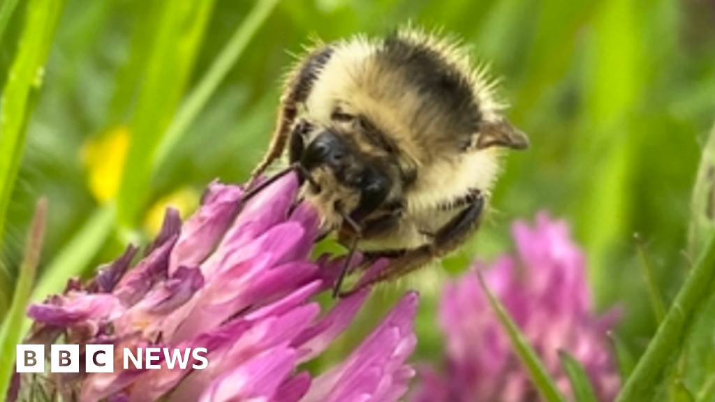 Rare shrill carder bee spotted at Bridewell Common nature reserve