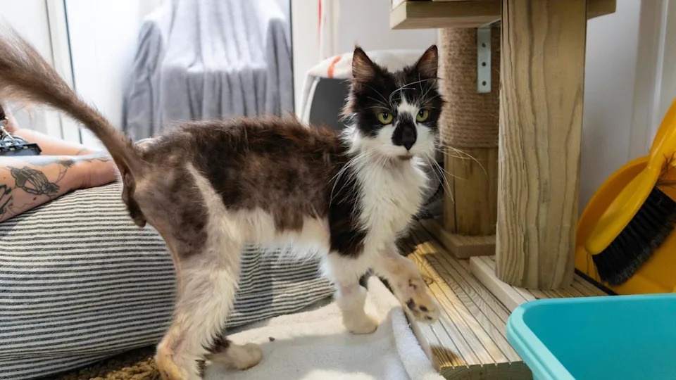 A long-haired black and white cat is walking across an enclosure. There is a litter tray in the enclosure and a scratching post. There is also bedding and blankets around the floor.