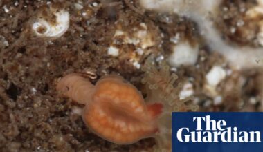 Tourist discovers ‘extinct’ jellyfish while rock-pooling in Outer Hebrides | Marine life