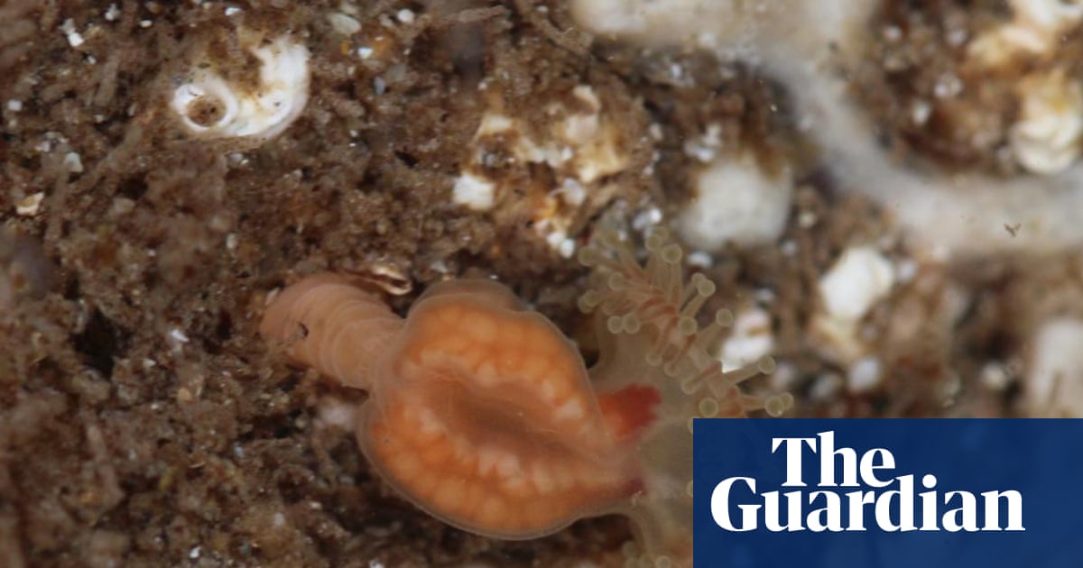 Tourist discovers ‘extinct’ jellyfish while rock-pooling in Outer Hebrides | Marine life