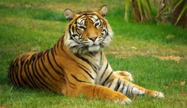 Top 10 countries with the largest wild tiger populations in 2025