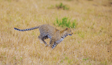 Which country has the most leopards? A look at global numbers