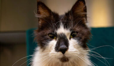 Stray cat with 'worst case of fleas' on the mend