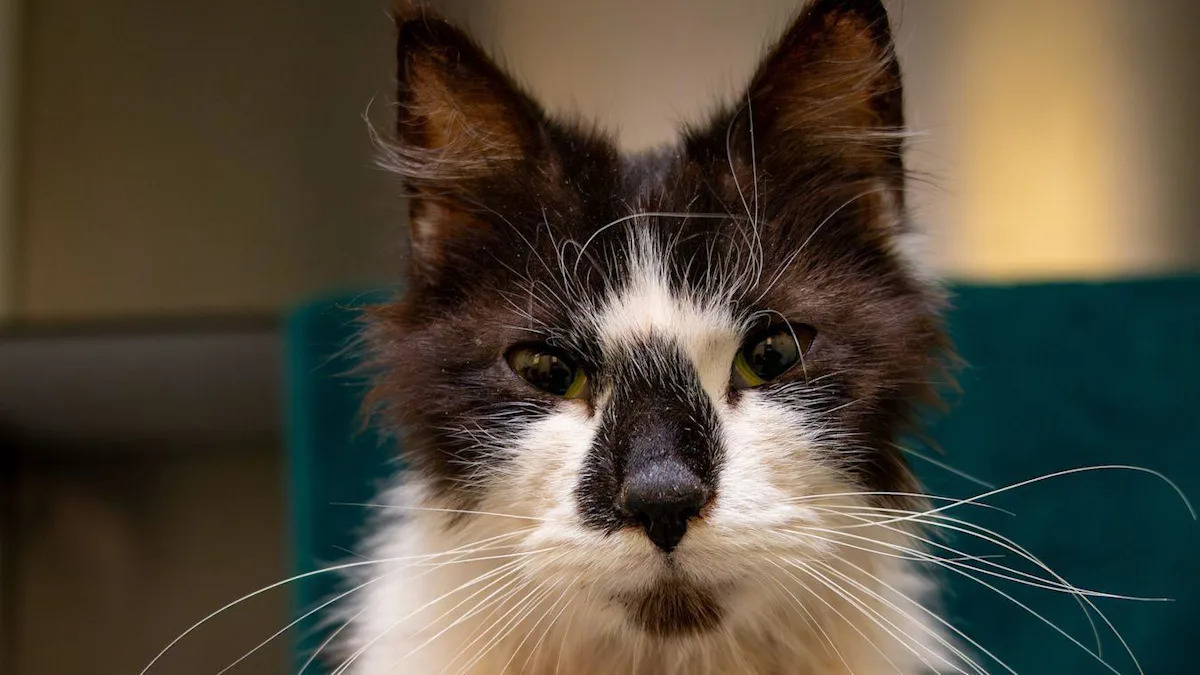 Stray cat with 'worst case of fleas' on the mend