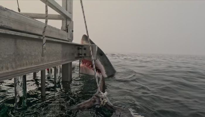 Halifax shark encounter sparks viral reactions