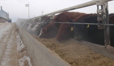 Feeder cattle eat from a feed bunk at a feedlot near Iron Springs, Alberta.