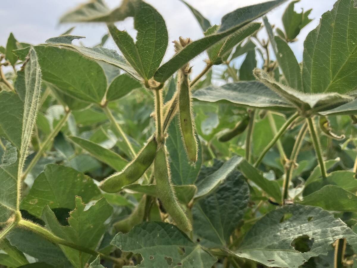 Close-up of the pods on a soybean plant in a field near Selkirk, Manitoba in late August, 2024.