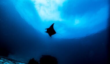 “It was one of the shocks of my life": third species of manta ray confirmed after decades of suspicion 