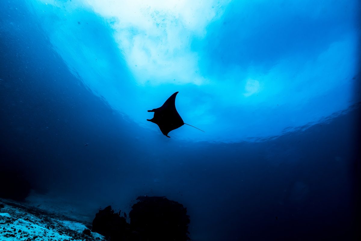 “It was one of the shocks of my life": third species of manta ray confirmed after decades of suspicion 