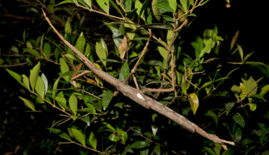 New species of giant stick insect found in Australia