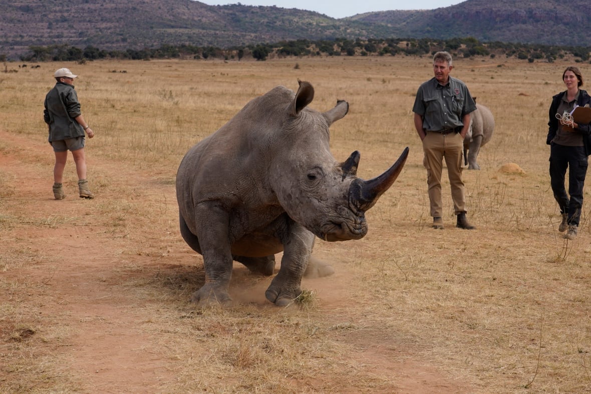 A rhino stands up and walks away as people stand watching