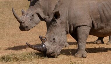 Conservationists are giving rhinos radioactive horns to save them from poachers