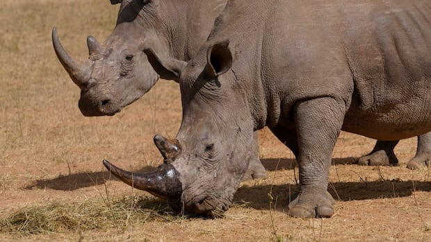 Conservationists are giving rhinos radioactive horns to save them from poachers