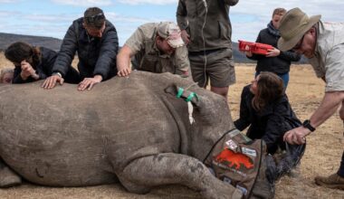 Scientists in South Africa are making rhino horns radioactive to fight poaching