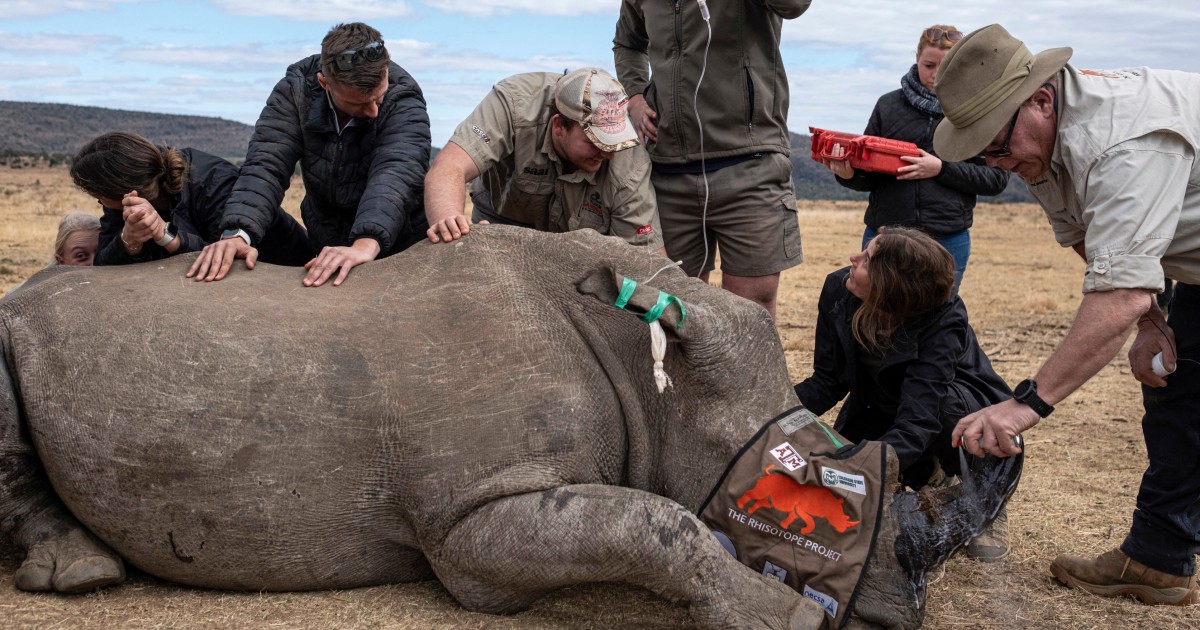 Scientists in South Africa are making rhino horns radioactive to fight poaching
