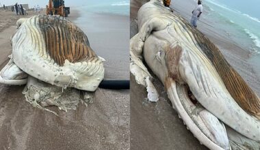 Look: Dead whale washed up on Oman beach died due to suffocation