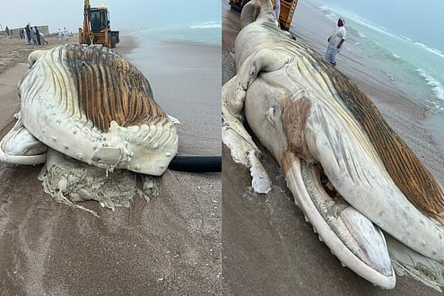 Look: Dead whale washed up on Oman beach died due to suffocation