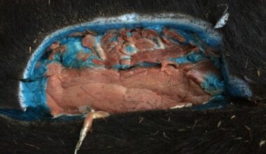 Wild pigs with ‘bright blue’ flesh are again showing up around California and causing concern