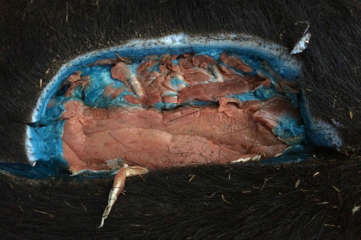 Wild pigs with ‘bright blue’ flesh are again showing up around California and causing concern