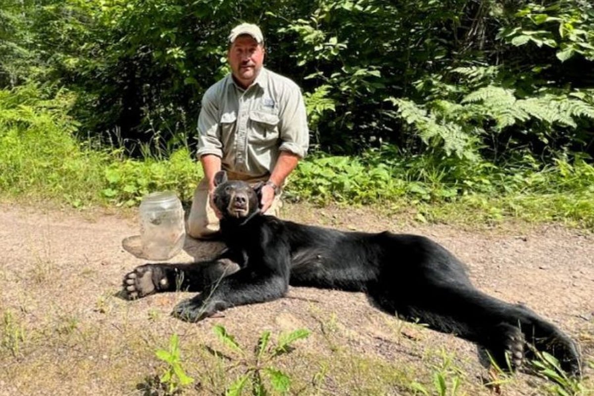 Bear freed after getting its head stuck in a jar – unclear if it contained honey
