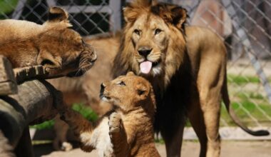 Barbary lion cubs born at Czech zoo, Dvůr Králové Safari Park