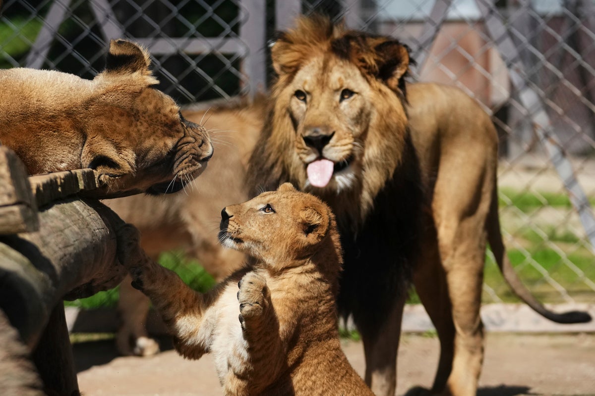 Barbary lion cubs born at Czech zoo, Dvůr Králové Safari Park