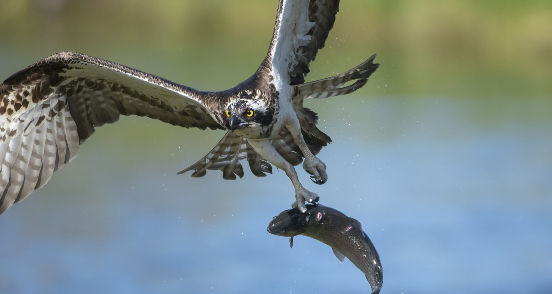 Butter-Fingered Osprey Drops Fish And Causes Fire, Power Outage In Canadian Town