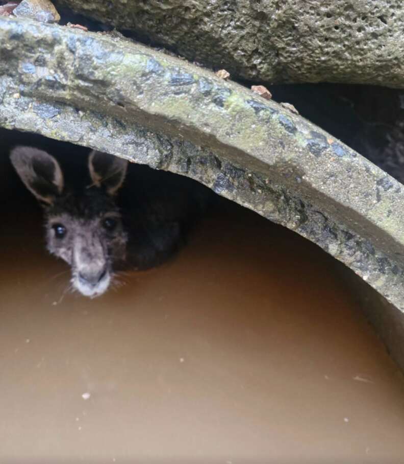 kangaroo in drain 