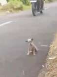 Tiny Puppy Shivers On Highway, Hoping Someone Will Stop For Her