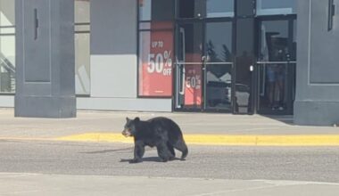 Black bear cub 'safely apprehended' in southwest Calgary neighbourhood