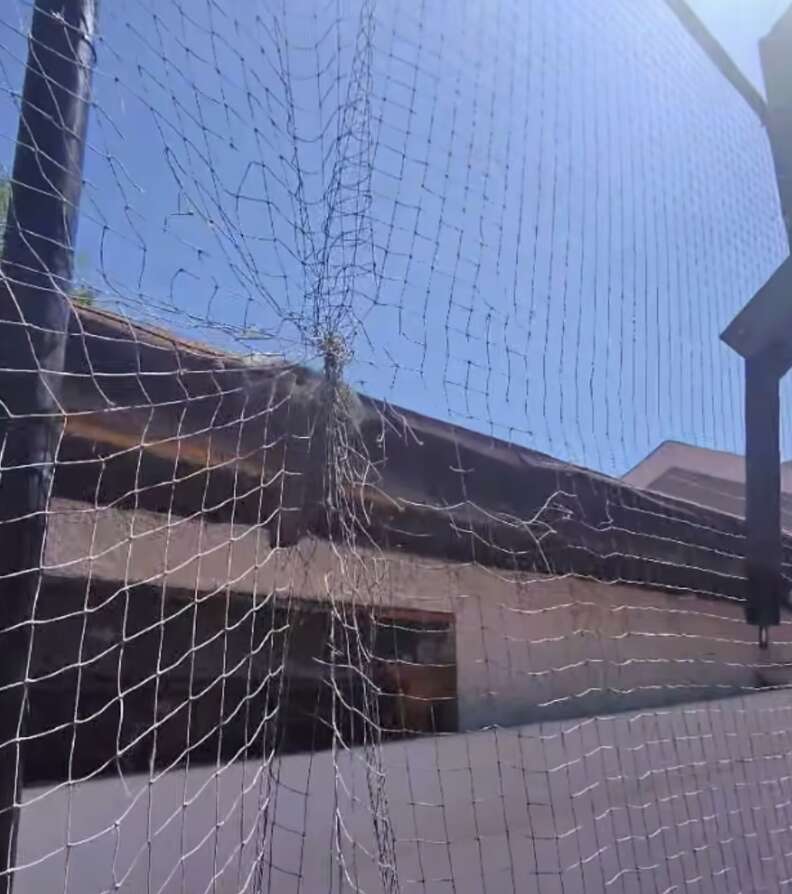 squirrel in net 